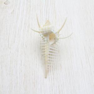 クロトゲホネガイ（骨貝） Sサイズ 貝殻 約7〜9cm 標本 インテリア