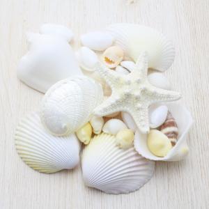 ホシダカラガイ 貝殻 コレクション 約6〜9cm : 海洋工房 - 通販