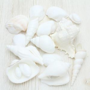 ホラ貝M（法螺貝） 貝殻 ホラガイ インテリア 約28〜30cm