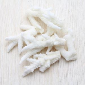 バイ貝 貝殻 コレクション シェル 約2.5〜4cm : 海洋工房 - 通販