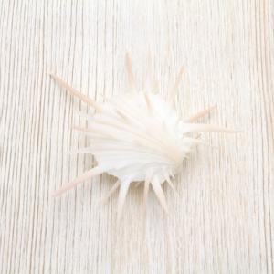 ホラ貝M（法螺貝） 貝殻 ホラガイ インテリア 約28〜30cm : 海洋工房