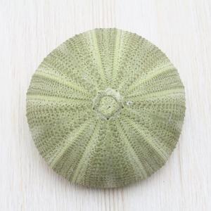 Microcyphus Rousseaui ウニ 殻 標本 Microcyphus Rousseaui ウニ 殻 標本