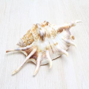 クモガイ　貝殻　インテリア　約13〜15cm