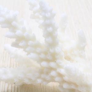 貝殻 サンゴのかけら Mサイズ 約5〜8cm ...の詳細画像1