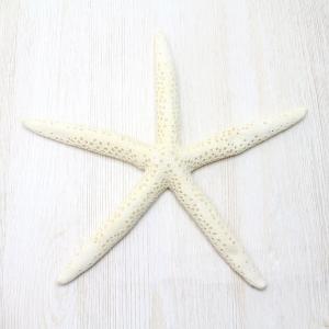 ヒレジャコガイ Lサイズ 貝殻 約14〜16cm ヒレシャコガイ インテリア