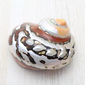 貝殻標本　ハリナガリンボウ　（蓋つき） 貝殻標本 ハリナガリンボウ （蓋つき） 貝殻標本 ハリナガリンボウ