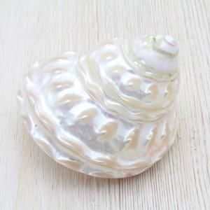 ナミジワターバン（磨）　貝殻　インテリア　約6.5〜7.5cm｜kaiyokobo
