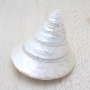 ホネガイ（骨貝）Lサイズ 貝殻 約13〜15cm 標本 インテリア 天然
