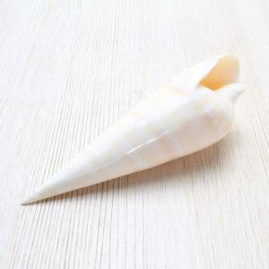 サメの顎（アオザメ）顎骨標本 マコシャーク Shortfin mako shark No