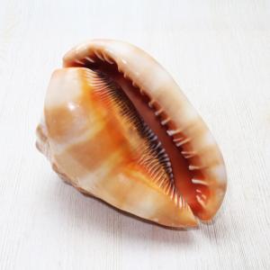 ★法螺貝 2点セット 約30cm ホラ貝 ホラガイ インテリア 置物 法螺貝 2個 約30cmと約33cm級 ホラガイ ほら貝 ホラ貝 ほらがい