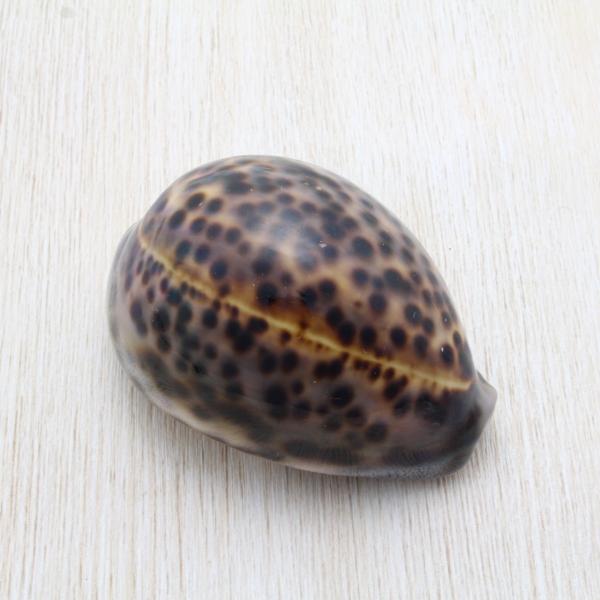 ホシダカラガイ　貝殻　約6〜9cm