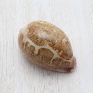 テンシノツバサガイ（天使の翼貝） 貝殻 約10〜12cm 1ペア インテリア