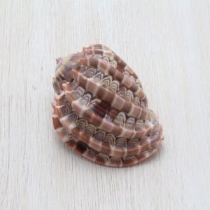 ウネショクコウラ　貝殻　コレクション　約5〜6cm｜kaiyokobo