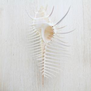 ホネガイ（骨貝）Sサイズ 貝殻 約8〜9cm 標本 インテリア 天然