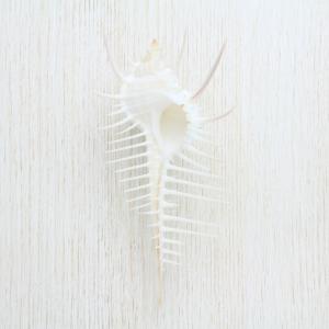 貝殻　標本　ホラガイ　インテリア　法螺貝 法螺貝 極美品32cm 貝 貝殻 ホラガイ ホラ貝 ほら貝 標本