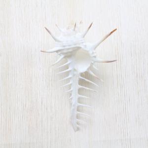 クロトゲホネガイS（骨貝）　貝殻　インテリア　約7〜9cm｜kaiyokobo