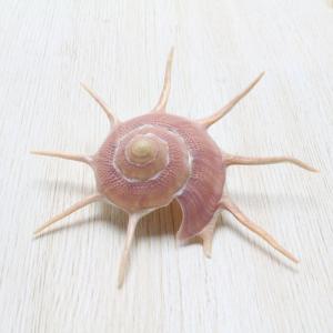 ウニ殻（茶・緑系） 貝殻 約7〜8cm 標本 インテリア 天然