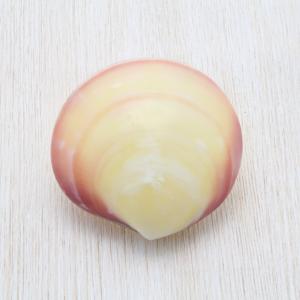 ホラ貝M（法螺貝） 貝殻 ホラガイ インテリア 約28〜30cm