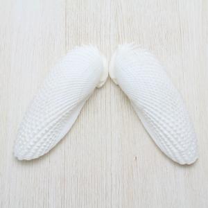 貝殻　標本　ミヒカリコウロギ Yahoo!オークション - 貝殻標本「ミヒカリコオロギボラ（美 ）」