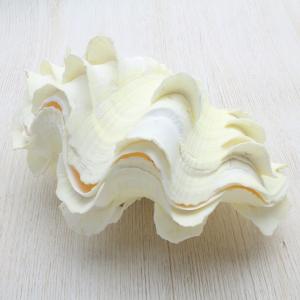 ミヒカリコウロギボラ 貝殻 インテリア 約20〜21cm : 海洋工房