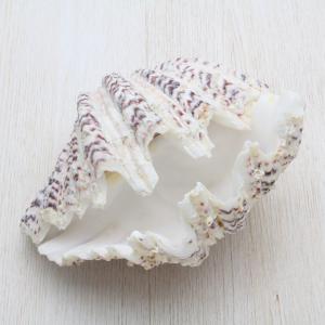 No760 大きなホシダカラ 天然貝殻 タカラガイ コレクション ホシダカラガイ 貝殻 約6〜9cm コレクション 標本 インテリア 天然