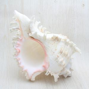 ホラ貝（法螺貝）Mサイズ 貝殻 約28〜30cm ホラガイ インテリア