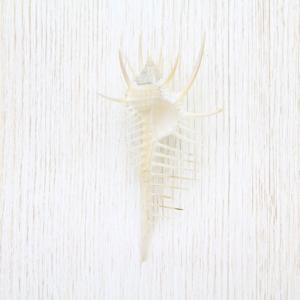 ホラ貝M（法螺貝） 貝殻 ホラガイ インテリア 約28〜30cm