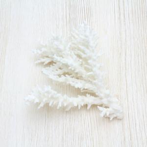 ハリナガリンボウ 貝殻 コレクション 約6〜7cm : 海洋工房 - 通販