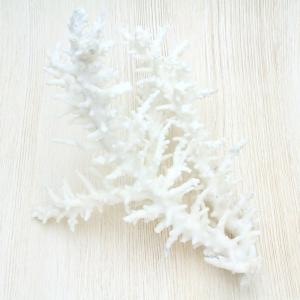 バイ貝 貝殻 コレクション シェル 約2.5〜4cm : 海洋工房 - 通販