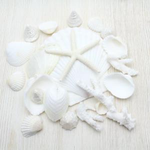 貝殻詰め合わせセット（ケース付き）貝殻 約450g パーツ ハンドメイド