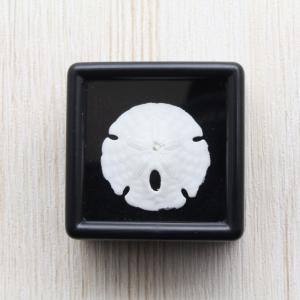 ★法螺貝 2点セット 約30cm ホラ貝 ホラガイ インテリア 置物 Amazon.co.jp: 法螺貝 ホラ貝 ホラガイ ほら貝 縁起物 魔除け