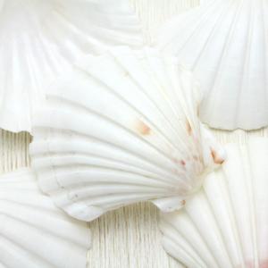 クジャクアワビ Lサイズ 貝殻 約14〜15cm インテリア 工芸品