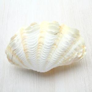 シラナミガイ(白浪貝)　Lサイズ　貝殻　インテリア　コレクション　約12〜14cm｜kaiyokobo