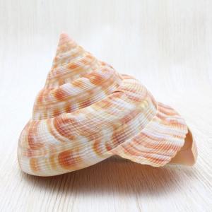 ベニオキナエビス　貝殻　標本　コレクション　Hirase's Slit Shell｜kaiyokobo