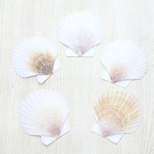 ホラ貝M（法螺貝） 貝殻 ホラガイ インテリア 約28〜30cm