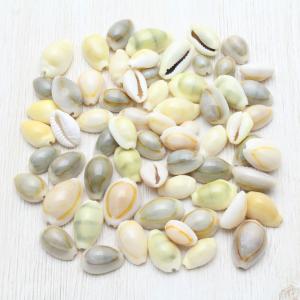 クロトゲホネガイ（骨貝） Sサイズ 貝殻 約7〜9cm 標本 インテリア