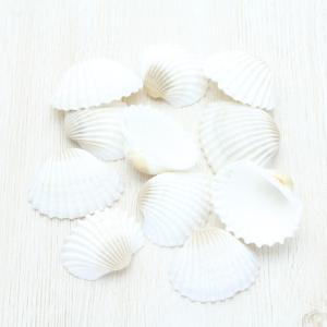 貝　貝殻 29833517f736ab434ecb04e6639b60