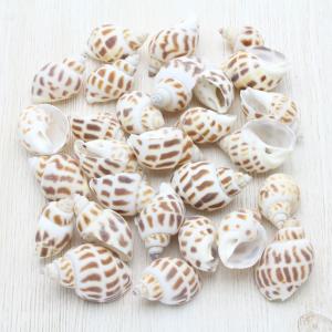 ホラ貝M（法螺貝） 貝殻 ホラガイ インテリア 約28〜30cm