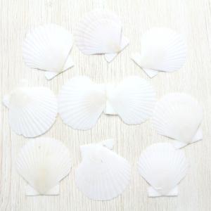 ホラ貝（法螺貝）Mサイズ 貝殻 約28〜30cm ホラガイ インテリア
