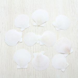 アフリカヤコウガイ 夜光貝（磨）貝殻 インテリア コレクション 約8.0