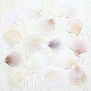 ホシダカラガイ 貝殻 コレクション 約6〜9cm : 海洋工房 - 通販