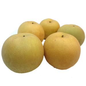 敬老の日 鳥取県産　和梨　新甘泉　小玉5入り  糖度が高く甘さ抜群の梨の逸品　出荷予定：９月初旬〜 ギフト