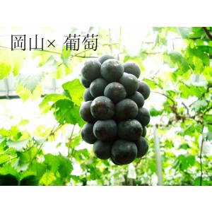 岡山産 ぶどう食べ比べ2種 シャインマスカット...の詳細画像3