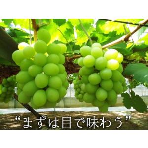 岡山産 ぶどう食べ比べ2種 シャインマスカット...の詳細画像4