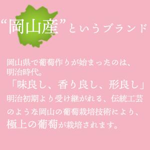岡山産ピオーネ2房 ギフト 贈答 御中元 御祝...の詳細画像2