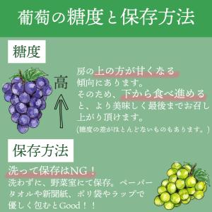 岡山産ピオーネ2房 ギフト 贈答 御中元 御祝...の詳細画像5
