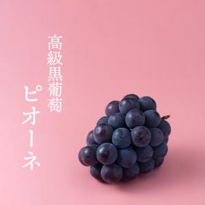 九州産 シャインマスカット&ピオーネ 各1房 ...の詳細画像1