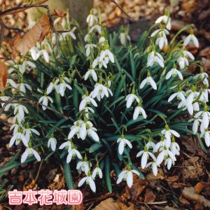 スノーホワイト花 花 ガーデニング の商品一覧 通販 Yahoo ショッピング