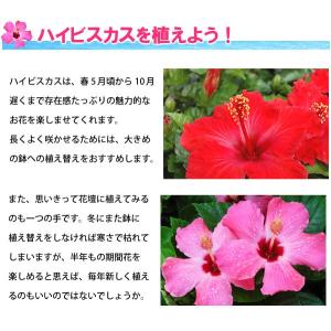 ハイビスカス コレクション 5号鉢植え レッド...の詳細画像1