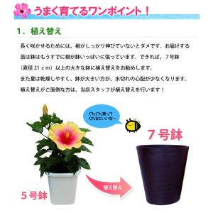 ハイビスカス コレクション 5号鉢植え レッド...の詳細画像2